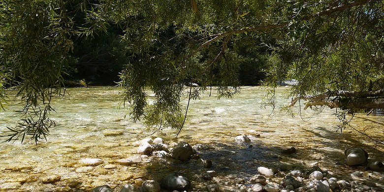 Riparian vegetation on the Soca