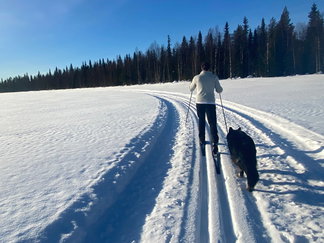 Person auf Loipe mit Hund