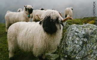 Ortovox' Schafe produzieren natürliche Swisswool