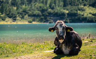 Cow on meadow by lake